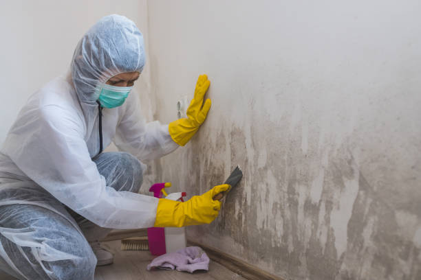 Trusted Anaconda, MT Mold Removal Experts