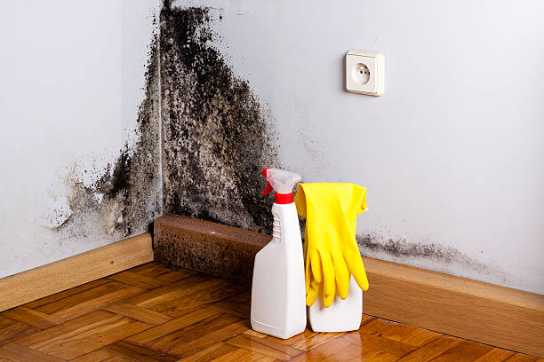 Best Office Mold Removal Services  in Anaconda, MT