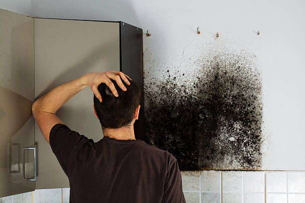 Best Home Mold Removal  in Anaconda, MT